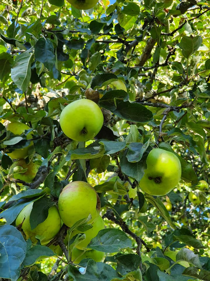Kajalund-epler