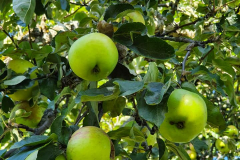 Kajalund-epler